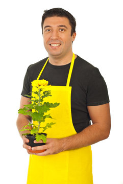 Male gardener holding chrysanthemum