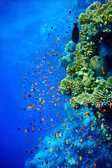 Fototapeta na wymiar Grupa koralowców wodzie ryb.