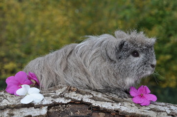 Cohon d'Inde, Cobaye, Shelty couroné agouti cannelle