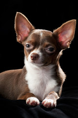 nice chocolate brown with white Chihuahua dog