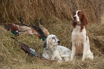 Successful bird shoot