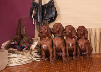 Four setters puppies and pheasants