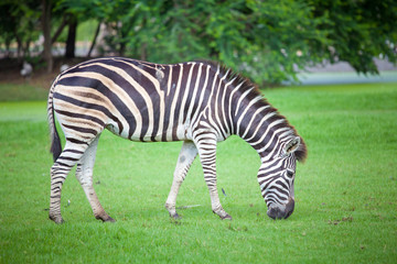 Obraz na płótnie Canvas zebra was eating