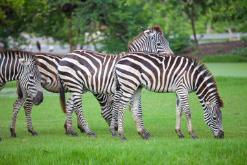 Fototapeta na wymiar zebras was eating