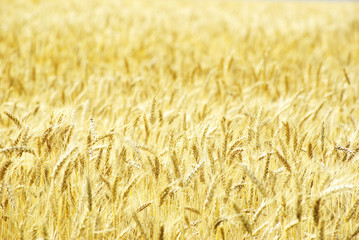wheat