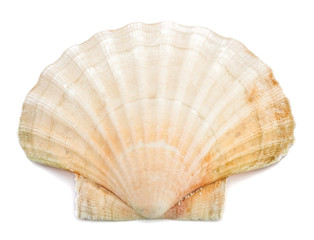 Sea shell