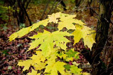 Maple is autumn little