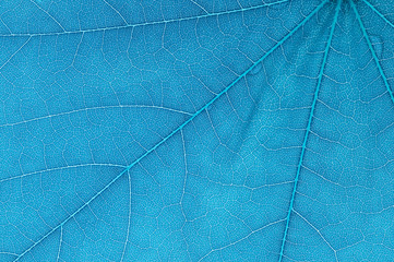 Blue leaf