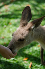 カンガルーの餌付け