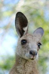 カンガルー　瞳