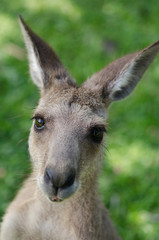 カンガルーの赤ちゃん
