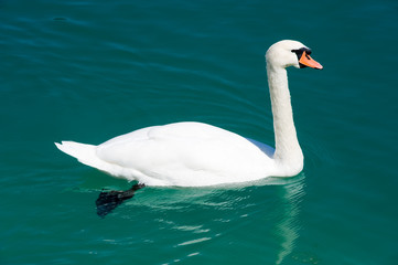 Swan in water