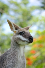 カンガルー