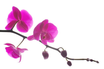 Fototapeta na wymiar Red orchids isolated white background