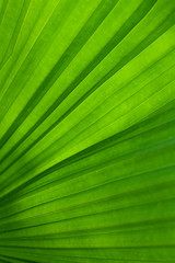Green leaf of palm tree