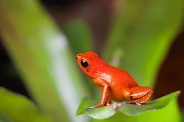 Photo sur Plexiglas Grenouille grenouille venimeuse orange