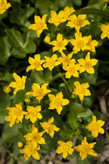 Marsh Marigold