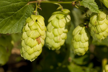 Fototapeta premium fresh hop