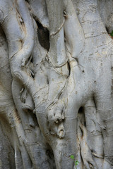 Fototapeta na wymiar Close-up z kory drzewa