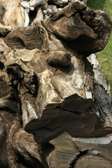 Nahaufnahme eines gefällten Baumstammes