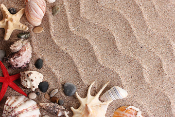 Fototapeta na wymiar Beach with a lot of seashells and starfishes
