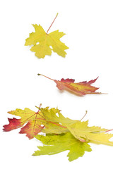 Ahornblätter mit Herbstfärbung