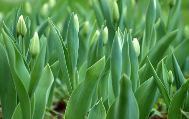 Spring tulips