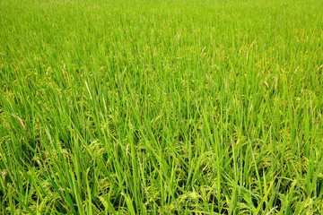 paddy rice field