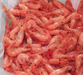 crevettes roses