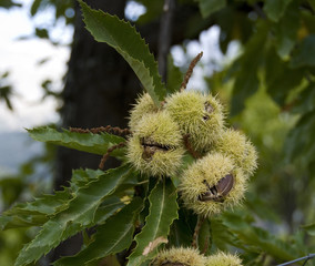 Chestnuts on the tree. Malaga, Andalucia.