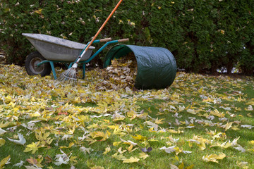 Herbstlaub rechen im Garten