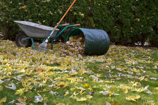 Herbstlaub rechen im Garten
