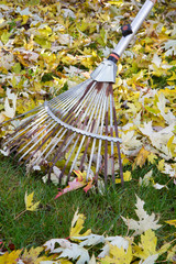Herbstlaub rechen im Garten