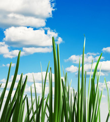 Obraz premium green grass against the sky