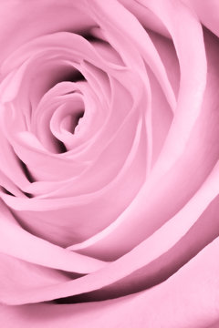 pink rose close up