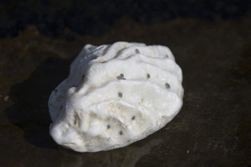 shell on a beach in brittany