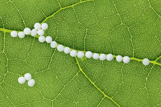 Hom&ouml;opathie. Globuli als alternative Medizin