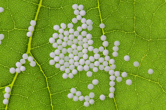 Hom&ouml;opathie. Globuli als alternative Medizin