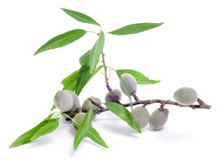 green almonds
