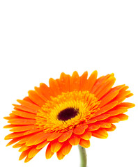 Orange gerbera