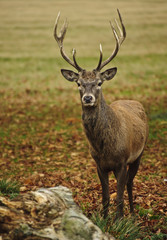 Frontal portrait of adult red deer stag in Autumn Fall