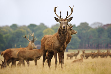 Naklejka na ściany i meble Herd of red deer stags and does in Autumn Fall meadow