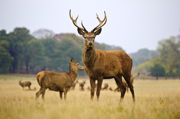Herd of red deer stags and does in Autumn Fall meadow