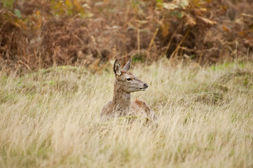 Beautiful image of red deer female does in Autumn Fall forest