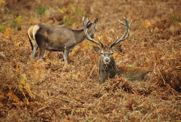 Portrait of majestic red deer stag in Autumn Fall