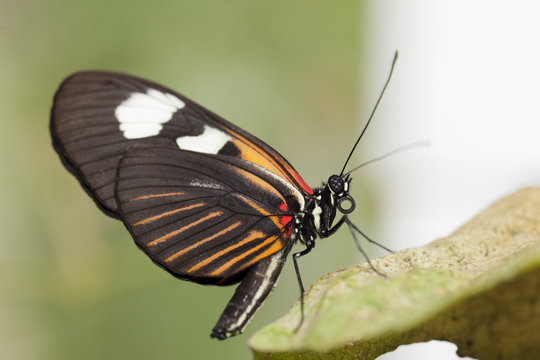 Mariposa