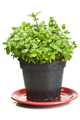 Close up of a green mint plant