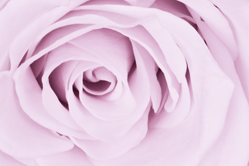 violet rose close up