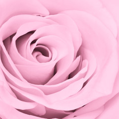 pink rose close up