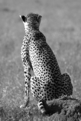 Wild cheetah in savanna in black and white © Trombax